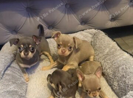 Gorgeous Chihuahua Puppies Ready for New Homes
