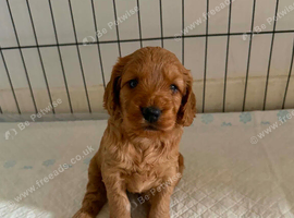 Cockerpoo puppies for sale