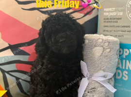 Only one Pup Left Ready 3-7-2026 from Extensively DNA & Health Tested Parents