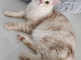 Maine Coon kitten