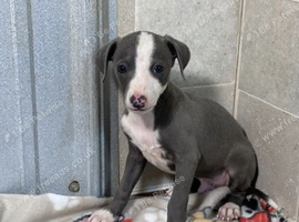Precious Italian Greyhound Puppies