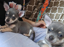 ***Last girl available*** chihuahua puppies