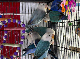 Baby lovebirds Glasgow