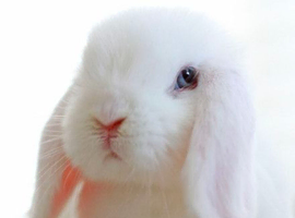 Lop bunny