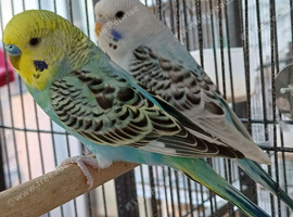 Pair of young budgies