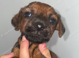 Patter jack Puppy