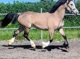 Beautiful quality welsh D dun mare