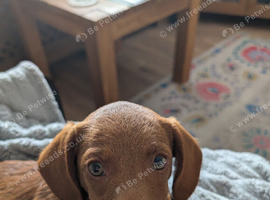 Beautiful puppy