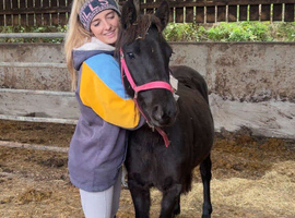 Susie - 3-Year-Old Dartmoor Mare For Sale