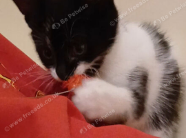 Kitten