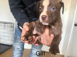 American bulldog x Husky puppies