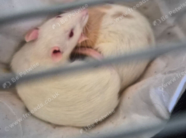 Female rats