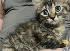 1 girl kitten for sale