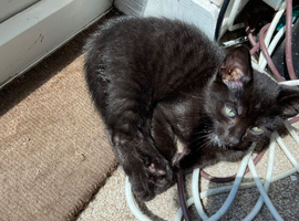 Last male kitten