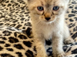Beautiful pair of blue eyed kittens for sale