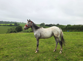 Registered partbred appoloosa