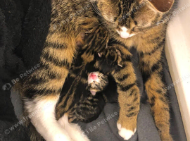 Beautiful tabby girl kitten
