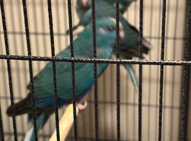 Kakariki parakeet