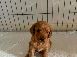 Cockerpoo puppies for sale