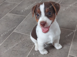 Jack Russell puppies 2 boys left Ready now