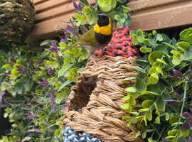 Cuban Finch x 2