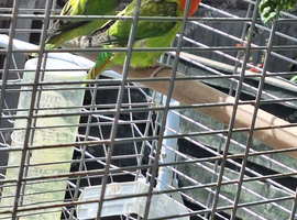 Pair of Pure Bred Fischers Love Birds and Cage
