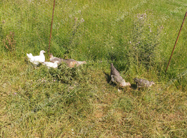 Creamleg bar pullets