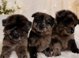 Reduced - CHOW SHEPHERDS READY NOW