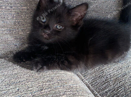 Black kitten