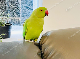 Stunning young Indian ringnick parrot