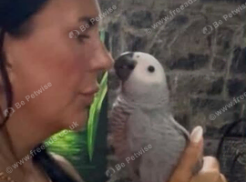 African Grey baby girl