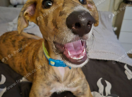 Lurcher whippet for sale .