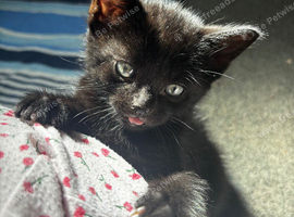 Kitten ready for rehoming