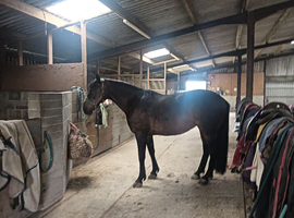LOOKING FOR MY NEXT FOREVER HORSE,15.2 AND ABOVE