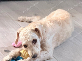 7 month miniature poodle
