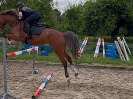 Show jumper prospect