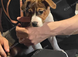 2 adorable Jack Russell puppies