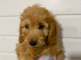 F1b cockapoo