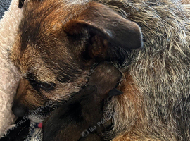 Border Terrier Pups