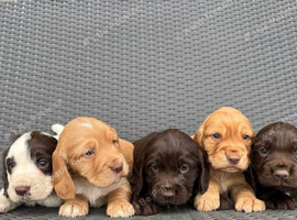 KC Cocker Pups