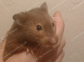 2 female syrian hamsters