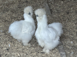 Two White Silkie Pullet