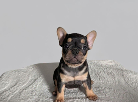 Beautiful French Bulldog