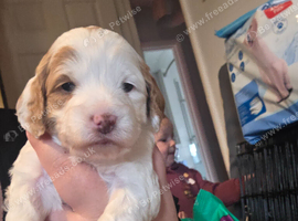 4 beautiful cockapoo puppies (3/4 mini poodle)