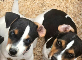 Jack russel