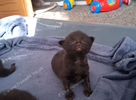 Forever home for 4 adorable kittens