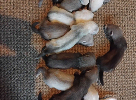 Ferret Kits