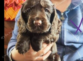 Cocker spaniel bitch