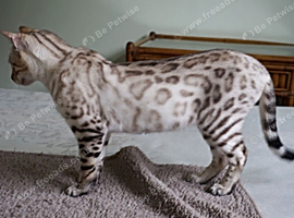 Superb Snow Bengal Active Registered