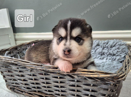 Pomsky puppies from Health Tested parents